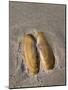 USA, Oregon, Oswald West State Park, Mussel shell and beach sand.-John Barger-Mounted Photographic Print