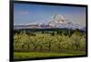 USA, Oregon. Pear orchard in bloom and Mt. Hood.-Jaynes Gallery-Framed Photographic Print