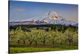 USA, Oregon. Pear orchard in bloom and Mt. Hood.-Jaynes Gallery-Stretched Canvas