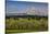 USA, Oregon. Pear orchard in bloom and Mt. Hood.-Jaynes Gallery-Stretched Canvas