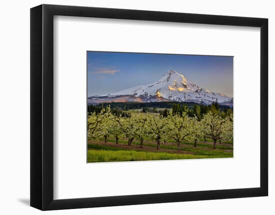 USA, Oregon. Pear orchard in bloom and Mt. Hood.-Jaynes Gallery-Framed Photographic Print