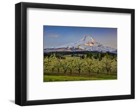 USA, Oregon. Pear orchard in bloom and Mt. Hood.-Jaynes Gallery-Framed Photographic Print