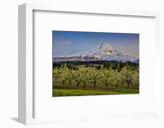 USA, Oregon. Pear orchard in bloom and Mt. Hood.-Jaynes Gallery-Framed Photographic Print