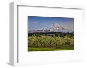 USA, Oregon. Pear orchard in bloom and Mt. Hood.-Jaynes Gallery-Framed Photographic Print