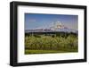 USA, Oregon. Pear orchard in bloom and Mt. Hood.-Jaynes Gallery-Framed Photographic Print