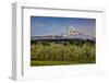 USA, Oregon. Pear orchard in bloom and Mt. Hood.-Jaynes Gallery-Framed Photographic Print