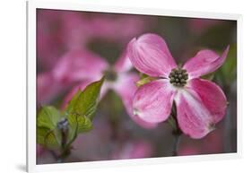 USA, Oregon. Pink Dogwood Blossom Close-up-Jean Carter-Framed Photographic Print