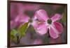 USA, Oregon. Pink Dogwood Blossom Close-up-Jean Carter-Framed Photographic Print