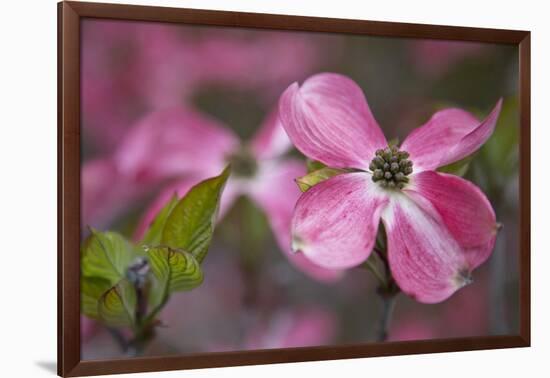 USA, Oregon. Pink Dogwood Blossom Close-up-Jean Carter-Framed Photographic Print