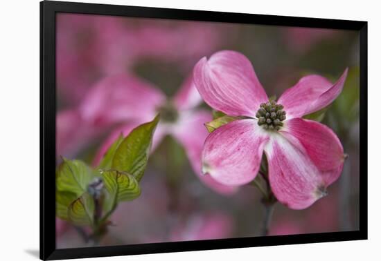 USA, Oregon. Pink Dogwood Blossom Close-up-Jean Carter-Framed Photographic Print