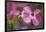 USA, Oregon. Pink Dogwood Blossom Close-up-Jean Carter-Framed Photographic Print