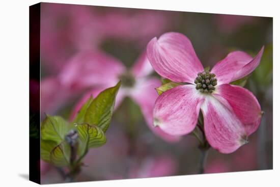 USA, Oregon. Pink Dogwood Blossom Close-up-Jean Carter-Stretched Canvas