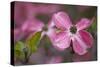 USA, Oregon. Pink Dogwood Blossom Close-up-Jean Carter-Stretched Canvas