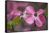 USA, Oregon. Pink Dogwood Blossom Close-up-Jean Carter-Framed Stretched Canvas