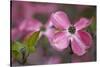 USA, Oregon. Pink Dogwood Blossom Close-up-Jean Carter-Stretched Canvas