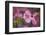 USA, Oregon. Pink Dogwood Blossom Close-up-Jean Carter-Framed Photographic Print