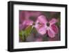 USA, Oregon. Pink Dogwood Blossom Close-up-Jean Carter-Framed Photographic Print