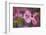 USA, Oregon. Pink Dogwood Blossom Close-up-Jean Carter-Framed Photographic Print