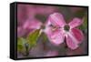 USA, Oregon. Pink Dogwood Blossom Close-up-Jean Carter-Framed Stretched Canvas