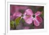 USA, Oregon. Pink Dogwood Blossom Close-up-Jean Carter-Framed Photographic Print