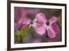 USA, Oregon. Pink Dogwood Blossom Close-up-Jean Carter-Framed Photographic Print