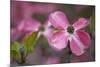 USA, Oregon. Pink Dogwood Blossom Close-up-Jean Carter-Mounted Photographic Print