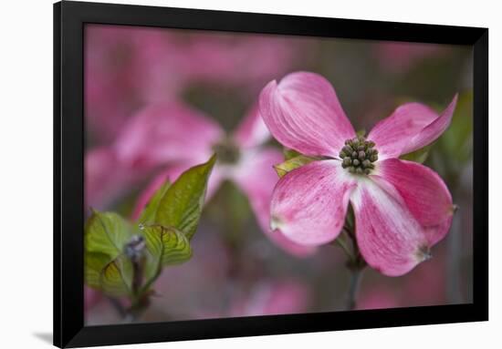 USA, Oregon. Pink Dogwood Blossom Close-up-Jean Carter-Framed Photographic Print