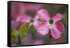USA, Oregon. Pink Dogwood Blossom Close-up-Jean Carter-Framed Stretched Canvas