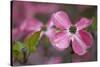 USA, Oregon. Pink Dogwood Blossom Close-up-Jean Carter-Stretched Canvas