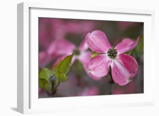 USA, Oregon. Pink Dogwood Blossom Close-up-Jean Carter-Framed Photographic Print