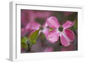 USA, Oregon. Pink Dogwood Blossom Close-up-Jean Carter-Framed Photographic Print