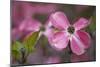 USA, Oregon. Pink Dogwood Blossom Close-up-Jean Carter-Mounted Photographic Print