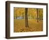 Usa, Oregon, Portland. American linden trees in fall colors in Laurelhurst Park.-Jaynes Gallery-Framed Photographic Print