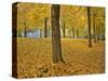 Usa, Oregon, Portland. American linden trees in fall colors in Laurelhurst Park.-Jaynes Gallery-Stretched Canvas