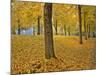 Usa, Oregon, Portland. American linden trees in fall colors in Laurelhurst Park.-Jaynes Gallery-Mounted Photographic Print