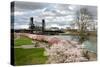 USA, Oregon, Portland. Cherry trees in bloom along Willamette River.-Jaynes Gallery-Stretched Canvas