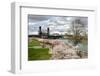 USA, Oregon, Portland. Cherry trees in bloom along Willamette River.-Jaynes Gallery-Framed Photographic Print