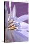 USA, Oregon, Portland. Close-Up of Chicory Wildflower-Jaynes Gallery-Stretched Canvas