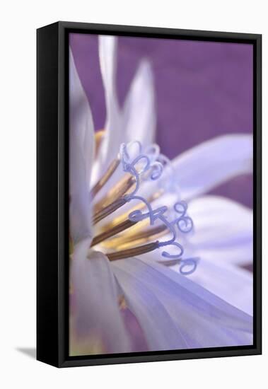 USA, Oregon, Portland. Close-Up of Chicory Wildflower-Jaynes Gallery-Framed Stretched Canvas