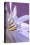 USA, Oregon, Portland. Close-Up of Chicory Wildflower-Jaynes Gallery-Stretched Canvas