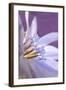 USA, Oregon, Portland. Close-Up of Chicory Wildflower-Jaynes Gallery-Framed Photographic Print