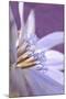 USA, Oregon, Portland. Close-Up of Chicory Wildflower-Jaynes Gallery-Mounted Photographic Print