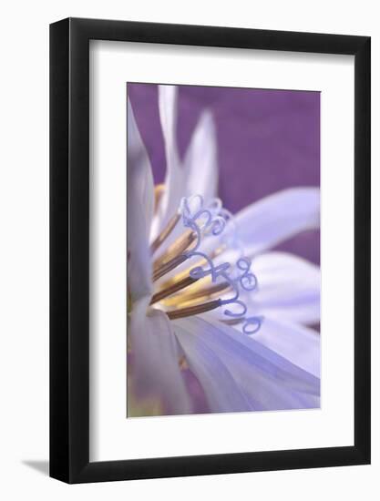 USA, Oregon, Portland. Close-Up of Chicory Wildflower-Jaynes Gallery-Framed Photographic Print