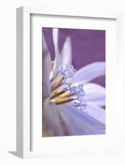 USA, Oregon, Portland. Close-Up of Chicory Wildflower-Jaynes Gallery-Framed Photographic Print