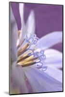 USA, Oregon, Portland. Close-Up of Chicory Wildflower-Jaynes Gallery-Mounted Photographic Print