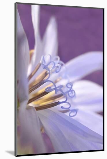 USA, Oregon, Portland. Close-Up of Chicory Wildflower-Jaynes Gallery-Mounted Photographic Print