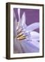 USA, Oregon, Portland. Close-Up of Chicory Wildflower-Jaynes Gallery-Framed Photographic Print