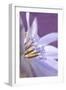 USA, Oregon, Portland. Close-Up of Chicory Wildflower-Jaynes Gallery-Framed Photographic Print