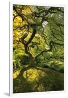 Usa, Oregon, Portland. Japanese lace maple tree-Jaynes Gallery-Framed Photographic Print