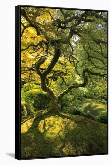 Usa, Oregon, Portland. Japanese lace maple tree-Jaynes Gallery-Framed Stretched Canvas